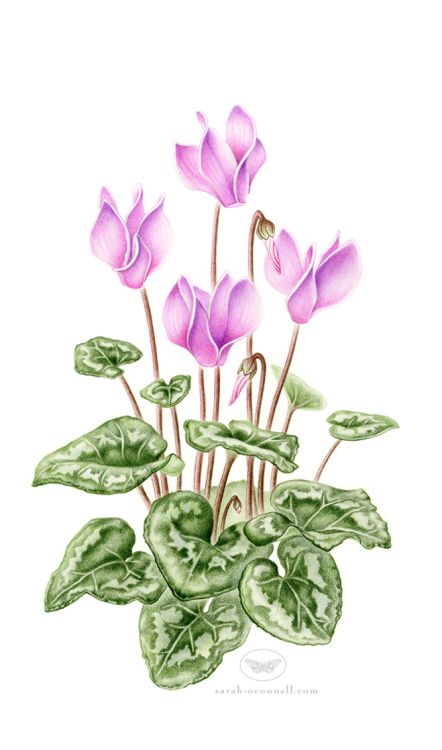 sarah-oconnell:    Pink Cyclamen. Completed with watercolor and colored pencils on Fabriano paper.This is the third of five botanical illustrations for my thesis show. Coral Painting, Doodle Art Flowers, Flower Art Drawing, Small Drawings, Botanical Illustrations, Watercolor Flowers Paintings, Botanical Painting, Botanical Watercolor, Scientific Illustration