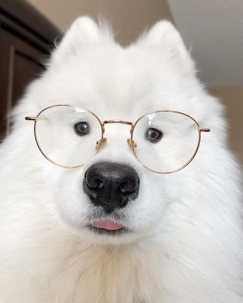 When she’s into your chonk but wants to know if you’re smart too...🤓 #collab • I’m wearing the ‘Henk’ glasses in Gold from @tijneyewear… Puppy With Glasses, Dog Tumblr, Samoyed Puppy, Dog With Glasses, Glasses Cute, Samoyed Dogs, My Husky, Very Cute Dogs