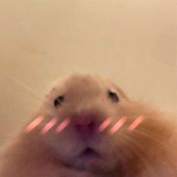 Meme pfp cute pfp hamster cute hamster blushing aesthetic alt cute Uwu Pfp, Kawaii Pfp, Brown Hairstyles, Cute Pfp, Hair Color Brown, A Pic, My Crush, Chocolates, Hairstyles