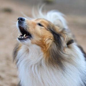 Lazy Dogs, Rough Collies, Smooth Collie, Rough Collie, Lazy Dog, Collie Dog, Beautiful Creatures, Wonders Of The World, Dogs