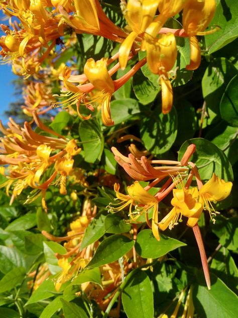 Honeysuckle Aesthetic, Honey Suckles, Honeysuckle House, Honeysuckle Plant, Bee Friendly Flowers, Sketchbook Doodles, Georgia Peaches, Honey Suckle, Yellow Things