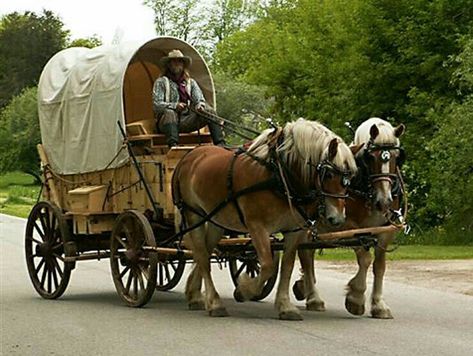 Animal Transport, Covered Wagons, Horse Wagon, Carriage Driving, Horse Drawn Wagon, Old Wagons, Draft Horse, Chuck Wagon, Wilde Westen