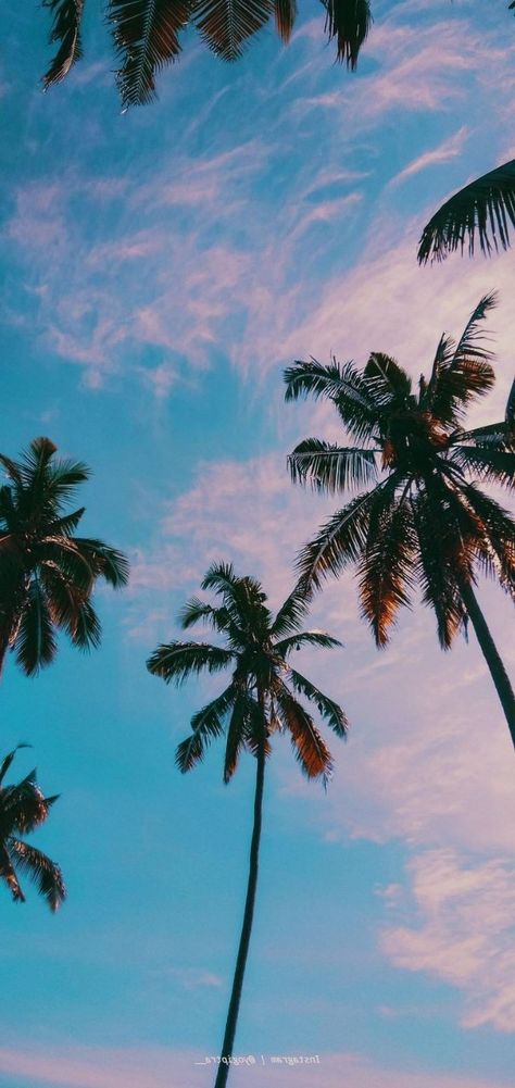 Iphone Background Tropical, Summer Wallpaper Palm Trees, Plam Tree Wallpaper Iphone, Florida Iphone Wallpaper, Palm Tree Phone Wallpaper, Summer Wallpaper Iphone Hd, Beach Lockscreen Aesthetic, Aesthetic Palm Trees Background, Palm Tree Background Wallpapers