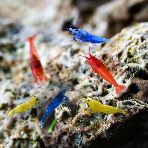 Amazon.com: 40 Pack Live Shrimp Freshwater Aquarium – Mixed 4 Colors of Red Fire, Green Jade, Yellow, Blue Dream Velvet – Neocaridina Shrimp 1/4 to 1/2 inch Live Shrimp Freshwater Aquarium (Pack of 40, Mix of 4 colors) : Pet Supplies Neocaridina Shrimp, Live Shrimp, Blue Shrimp, Colors Of Red, Shrimp Tank, Live Aquarium, Blue Dream, Freshwater Aquarium, Underwater World