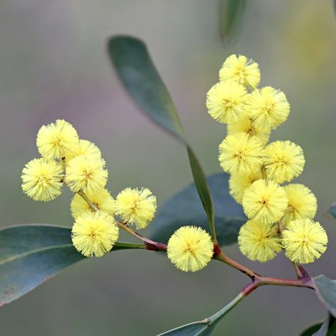 Wattle Tree Australia, Australian National Flower, Golden Wattle Flower, Australian Forest, Fantasy Ballgown, Wattle Tree, Wattle Flower, Australian Wattle, Australian Botanicals