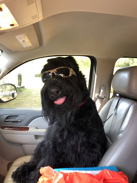 Black Giant Schnauzer, Giant Schnauzer Aesthetic, Funny Schnauzer, Schnauzers Funny, Miniature Dog Breeds, Black Schnauzer, Schnauzer Mix, Scottie Terrier, Goofy Dog