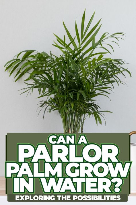 Can A Parlor Palm Grow In Water? Exploring the Possibilities How To Care For Palm Plants Indoors, Care For Palm Trees House Plants, Ponytail Palm Propagation, Parlor Palm Care Tips, Ponytail Palm Care, Benefits Of Indoor Plants, Small Palm Trees, Natural Air Purifier, Indoor Greenery