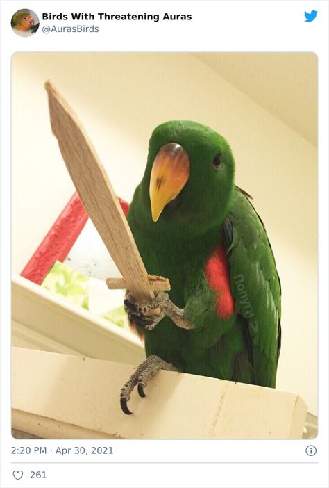 35 'Cursed' Pictures Of Birds Shared By Birds With Threatening Auras Cute And Funny Animals, Funny Bird Pictures, Funny Parrots, Funny Birds, 웃긴 사진, Silly Animals, Bird Pictures, Cute Birds, Animal Quotes