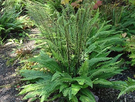 Blechnum Spicant, Deer Fern, Ferns Garden, Drought Tolerant Garden, Drought Tolerant Landscape, Tree Nursery, Garden Shrubs, Vascular Plant, Native Garden