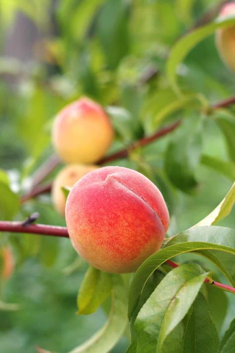 16 Best Bountiful Fruit Trees for USDA Zone 8 Fruit Cocktail Tree, Homestead Skills, Pineapple Guava, Fruit Tree Garden, Strawberry Tree, Fruit Orchard, Apricot Tree, Gala Apples, Tree Garden