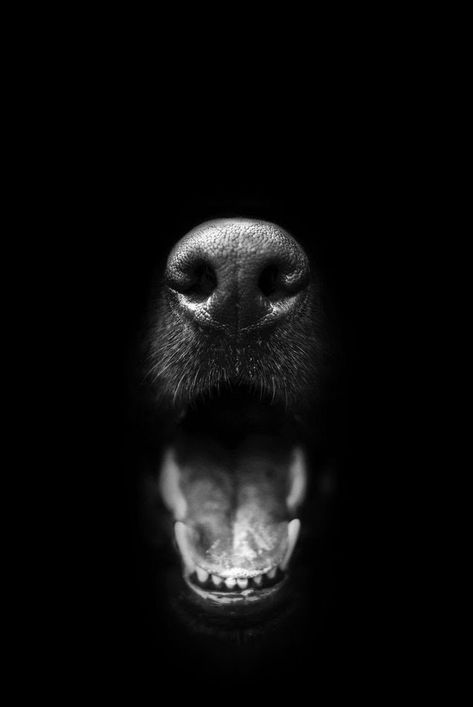 Dog Nose, Airedale Terrier, Appaloosa, Quarter Horse, Dog Photography, White Photo, Dog Portraits, Doberman, Dog Photos