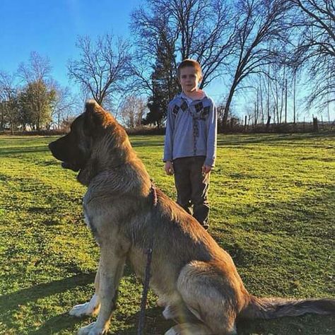 Persian Mastiff #Sarabi . @chopperthesarabi Persian Mastiff, Sarabi Dog, Kangal Shepherd, Livestock Guardian, Working Dogs, German Shepherds, Dogs Cats, German Shepherd, Stew