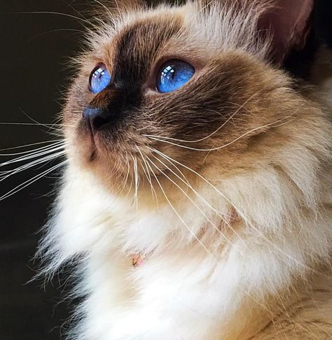 Chocolate Point Ragdoll, Chocolate Ragdoll, Himalayan Persian, Himalayan Persian Cats, Mitted Ragdoll, Cat References, Persian Cats, Animal Reference, Ragdoll Cats