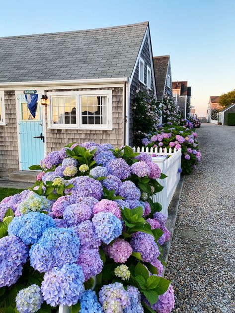 Nantucket Aesthetic, Nantucket Summer, Nantucket Style, Hydrangea Garden, White Picket Fence, Garden Photography, Picket Fence, Front Yard Landscaping Design, Gorgeous Gardens