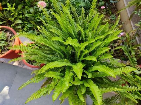 How to Make a Boston Fern Go Dormant (In 3 Easy Steps) - The Practical Planter How To Overwinter Ferns, Boston Fern, Indoor Greenhouse, Overwintering, Garden Journal, Good Environment, Indoor Gardening, Outdoor Inspirations, Perennial Plants