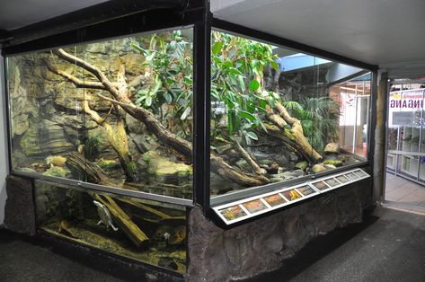 reptile tanks | Terrarium For Iguana | Reptile Tanks For Sale Rainforest Terrarium, Reptile Tanks, Vivarium Ideas, Snake Enclosure, Large Terrarium, Zoo Architecture, Reptile House, Reptile Room, Aquarium Terrarium