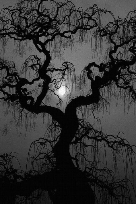 Era Victoria, Spooky Trees, 다크 판타지, Occult Art, Moon Photography, Tree Silhouette, Beautiful Moon, Dark Forest, Beautiful Tree