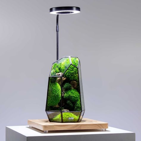 We’ve finally done it!! The MUCH requested wooden display boards with LED light attachments are OUT NOW. They come in two sizes which, between them, are perfect for pairing with any and all terrariums in our online shop - including the Prism, terrariums kits, the Moss Box, Cloche and ready-made living terrariums. Any questions drop ‘em below 👇 #ome #bristol #terrariums #display #plants Moss Lamp, Creative Breakfast, Overhead Light, Display Boards, Moss Terrarium, Terrariums Kits, Moss Art, Wooden Display, Light Down