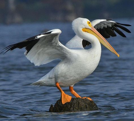 American White Pelican, Pelican Photos, Toucan Art, White Pelican, Pelican Art, Sea Gulls, Record Painting, Coastal Birds, Australian Birds