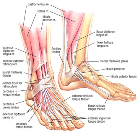 Developing Strength & Stability in the Foot, Ankle, and Lower Leg — Mountain Peak Fitness Ankle Anatomy, Skeletal Anatomy, Forward Head Posture Exercises, Lower Leg Muscles, Leg Anatomy, Sports Physical Therapy, Foot Anatomy, Anatomy Bones, Basic Anatomy And Physiology