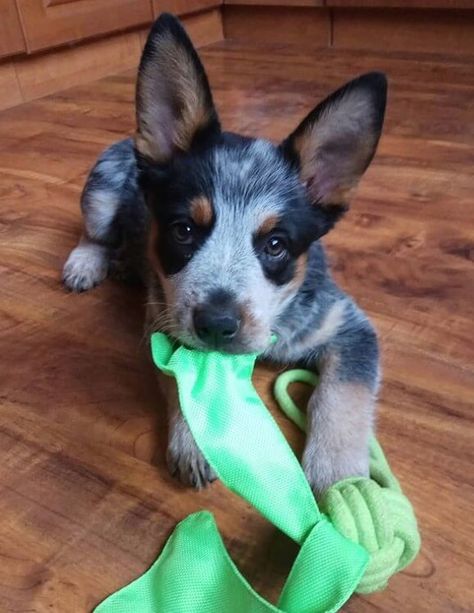 250 Australian Cattle Dog Names – The Paws Australian Cattle Dog Puppy, Cattle Dog Puppy, Austrailian Cattle Dog, Best Dog Names, Female Dog Names, Heeler Puppies, Blue Heeler Dogs, Red Heeler, Cattle Dogs