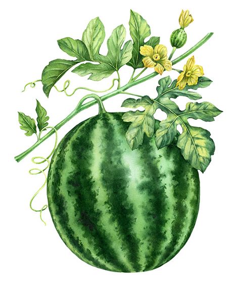 Watermelon Botanical Illustration, Watermelon Drawing, Watermelon Illustration, Watermelon Flower, Watermelon Plant, Watermelon Art, Foto Transfer, Food Illustration Art, Folk Art Flowers