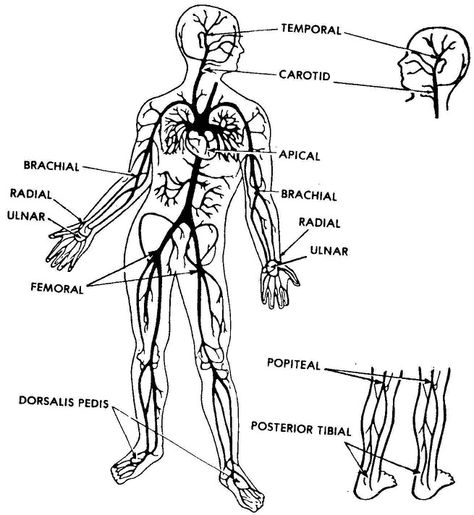 Anatomy pulse chart to apply/rub on with natural fever reducing remedy with cotton. Allied Health Professionals, Allied Health, Nclex Study, Body Diagram, Combat Medic, Nursing Profession, Fundamentals Of Nursing, Essential Oils Herbs, Medical Careers