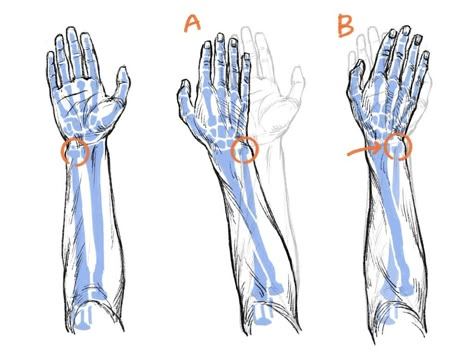 Zbrush Anatomy, Arm Anatomy, Human Muscle Anatomy, Arm Bones, Human Anatomy Drawing, Human Anatomy Art, Anatomy For Artists, Reference Board, Anatomy Poses