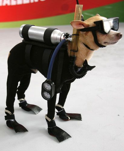 diving chi Dog Costumes Funny, Pet Halloween Costumes, Dog Halloween Costumes, Dog Costumes, Dog Costume, Halloween Animals, Chihuahua Dogs, Crazy Dog, Pet Costumes