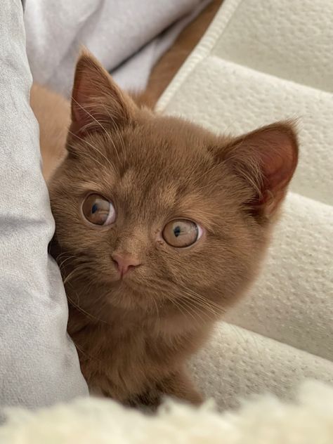 #cinnamoncat #cinnamon #britishshorthair #kittens #kitten Cinnamon British Shorthair Cats, Cinnamon British Shorthair, British Shorthair Kittens, Short Hair Cats, British Shorthair Cats, Brown Cat, British Shorthair, Sphynx Cat, Ragdoll Cat