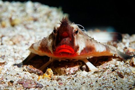 The red-lipped batfish is one of the strangest underwater creatures - it can walk on the o... Red Lipped Batfish, Sea Bed, Underwater Creatures, Water Life, Galapagos Islands, Deep Blue Sea, Sea Monsters, Weird Creatures, Ocean Creatures