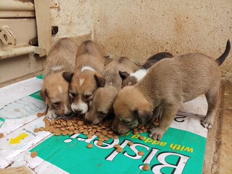 Feeding to stray puppies Feeding Stray Dogs, 2025 Vision, 2024 Vision, Stray Dog, Pet Dogs, Vision Board, Puppies, Dogs, Animals