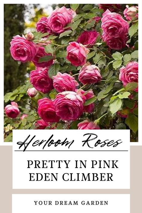 Pink Herloom Eden Climbing Rose Eden Climber Rose, Eden Climbing Rose, Plant Patio, Roses Climbing, Eden Rose, Rose Bushes, Climbing Rose, Heirloom Roses, Rose Bush