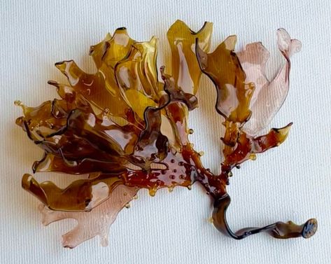 Seaweed Irish Moss, Andrea Spencer Sea Plants, Colossal Art, Glass Sculptures, Modern Crafts, Arts Crafts Style, Sculpture Installation, Commission Art, Glass Sculpture, Public Art