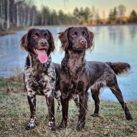 Munsterlander Puppy, Munsterlander Dog, Small Munsterlander, Working Spaniel, Dog Pond, Dog Types, Gsp Dogs, Dogs Aesthetic, English Setter Dogs