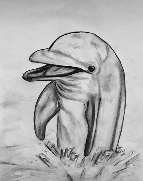 Dolphin Sketch Pencil, Dolphin Sketch, Dolphin Drawing, Dolphin Painting, Pencil Drawings For Beginners, Dolphin Art, Pencil Drawings Of Animals, Animal Drawings Sketches, Pencil Drawings Easy