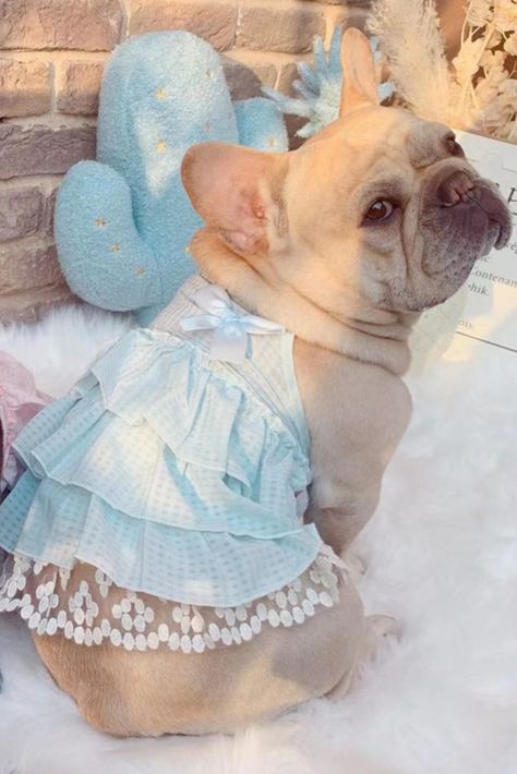 Dogs Wearing Clothes, French Bulldog Outfits, French Bulldog Accessories, English Bulldog Clothes, Dog Clothes French Bulldog, Dog Wearing Clothes, Bulldog Clothes, Baby French Bulldog, Dog Summer Clothes