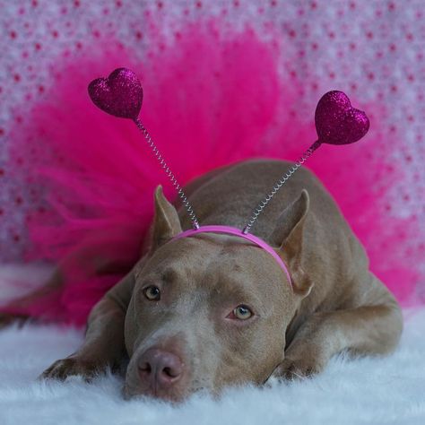 1.5m Followers, 6,018 Following, 4,990 Posts - See Instagram photos and videos from Pit Bulls Of Instagram (@pitbullsofinstagram) Dog Tutu, Nanny Dog, Pitbull Rescue, American Pitbull, Dog Shaming, Pit Bull Love, Pitbull Puppies, Bully Breeds, American Pitbull Terrier