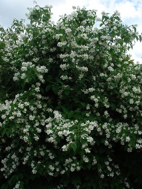 "Renewal Pruning" Mock Orange: Cut unhealthy-looking mock orange shrubs to the ground, leaving approximately 1 to 2 inches of stem poking out of the ground. Known as "renewal pruning," this method of pruning rejuvenates struggling bushes. Rather than focusing on flowering, they will put their efforts into new growth. The result is a thicker, fuller bush. Mock Orange Bush, Garden Drought Tolerant, Mock Orange Shrub, Fall Container Plants, Garden Tattoos, Mock Orange, Front Garden Design, Plants Ideas, Tree Garden