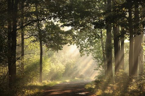 Forest Images Landscapes, Forest Horizontal, Misty Trees, Forest Morning, Morning Forest, Misty Autumn, Image Composition, Window Reflection, Pine Trees Forest