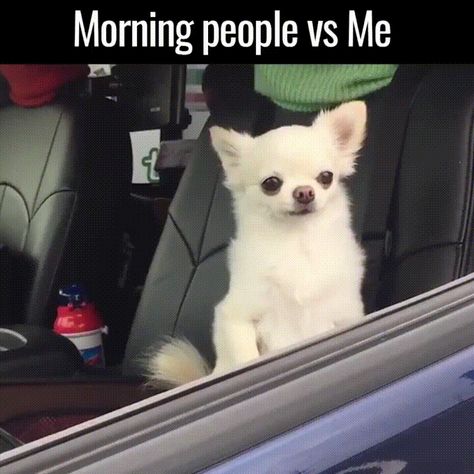 Spot the morning person... Morning Person Humor, Morning People, Text Conversations, Animals Funny, Morning Person, Funny Picture Quotes, Funny Text, Minecraft Houses, Funny Animal Pictures