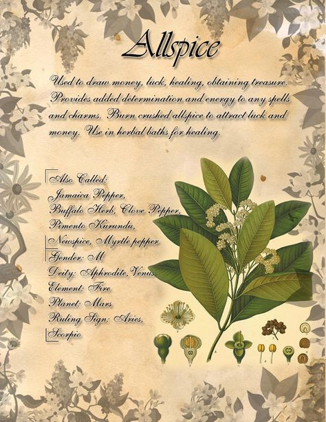 Book of Shadows: Herb Grimoire - Allspice by CoNiGMa on DeviantArt Herbal Grimoire, My Book Of Shadows, Witchcraft Herbs, Magickal Herbs, Witch Herbs, Herbs And Plants, Magic Herbs, Magical Herbs, Kitchen Witchery