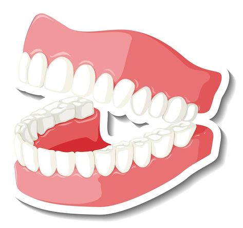 Teeth with gum model on white background | Free Vector #Freepik #freevector #clip-art #tooth-cartoon #cartoon-stickers #cartoon-svg Dentist Clipart, Dental Illustration, Teeth Clipart, Teeth Illustration, Teeth Model, Tooth Cartoon, Denture Implants, Medical Stickers, Teeth Art