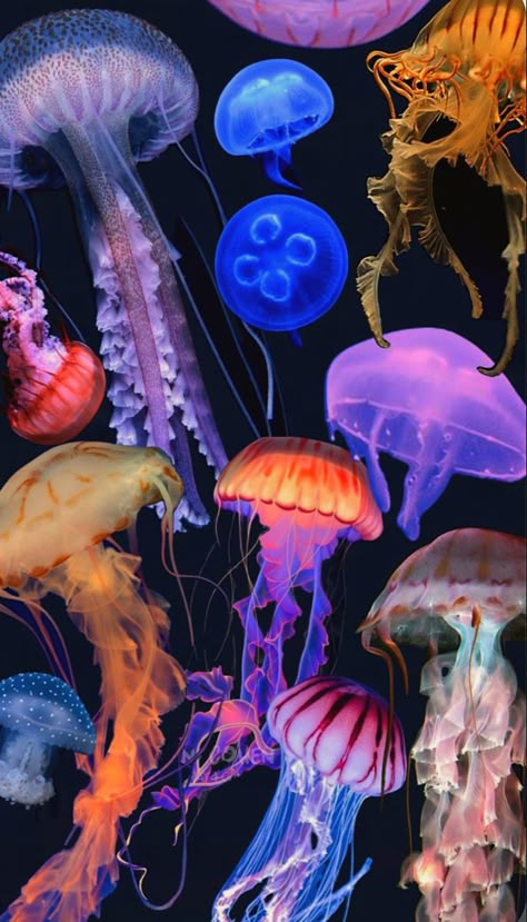 Soya Mumu, Jellyfish Art, Wallpaper Tumblr, Iphone Wallpaper Photos, Ocean Creatures, Cute Wallpaper Backgrounds, Funky Art, Aesthetic Backgrounds, Aesthetic Iphone Wallpaper