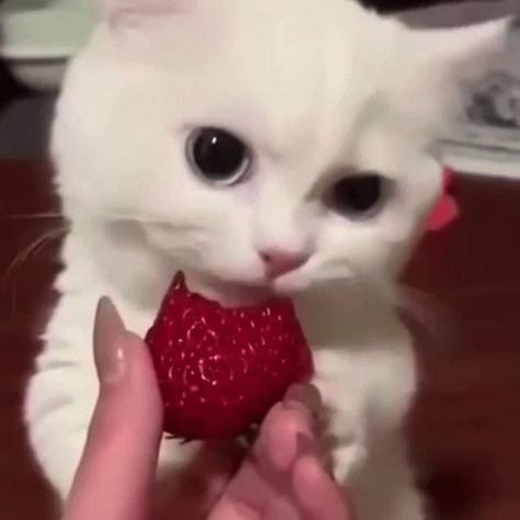 Bicolor Cat, Cat Profile, Kitten Gif, Red Cat, Silly Animals, Cat Aesthetic, Cats Cute, Pink Cat, Funny Cat Videos