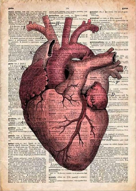 Quirky Interior, Vintage Medical Art, Anatomical Heart Drawing, Anatomy Wall Art, Human Heart Drawing, Medical Artwork, Medical Drawings, Medical Posters, Medical Wallpaper