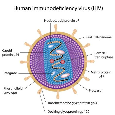 Structure of HIV. Structure of Human immunodeficiency virus, eps8 , #AD, #Human, #HIV, #Structure, #virus, #immunodeficiency #ad Hiv Images, Virus Hiv, Aids Virus, Human Cells, Biology Projects, Medical Laboratory Science, Biology Teacher, Circle Quotes, Biology Lessons