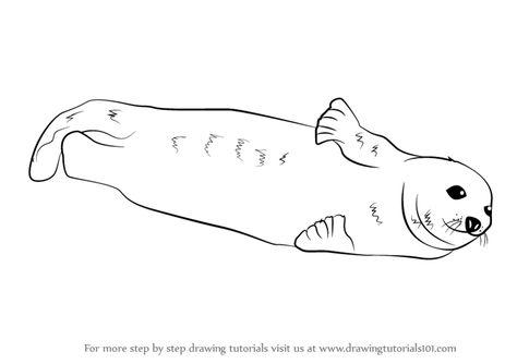 Seal Outline, Harbor Seal, Drawing Step, Outline Drawing, Anne Of Green, Outline Drawings, Anne Of Green Gables, Green Gables, Step By Step Drawing