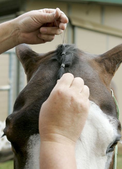 How to Band a Western Horse's Mane – Horse Illustrated Horses Mane Styles, Horse Forelock Styles, How To Braid Horse Mane For Show, Horse Mane Styles, Mane Braids, Horse Hairstyles, Grooming Horse, Tail Ideas, Horse Mane Braids