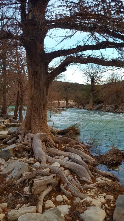 Frio River, Texas Frio River Texas, Shifting Places, Frio River, Texas Ranch, Tree Trunk, Things To Do, Texas, Hiking, Camping